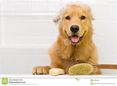 Bath Time For The Dog Stock Image Image Of Adult Bath