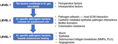 Frontiers New Understanding Of Gut Microbiota And Colorectal