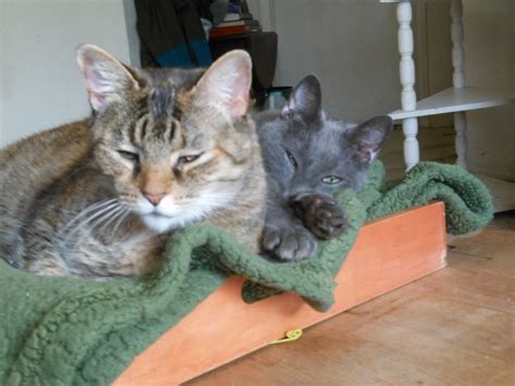 I used to live with only these two... | Four legged, Animals, Cats