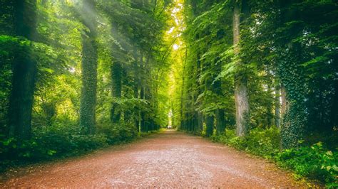 Road Between Ivy Greenery Forest 4k Hd Nature Wallpapers