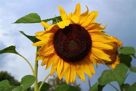 Raindrops On My Sunflower Photograph By Lynn Hopwood Fine Art America