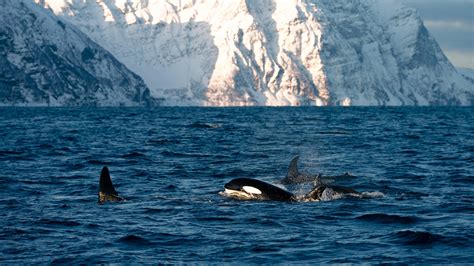 Guidelines For Whale Watching In Tromso Norway Visit Tromso