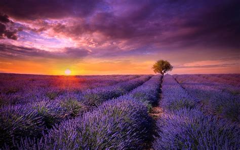Lavender Image Id 294700 Image Abyss