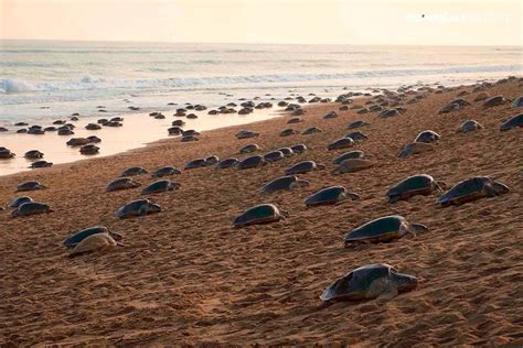 While Humans Are Locked Inside Thousands Of Endangered Turtles Return