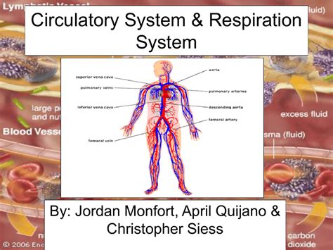Respiratory And Circulatory System Ppt