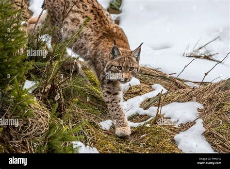 Eurasian Lynx Lynx Lynx Hunting In The Taiga In Melting Snow In