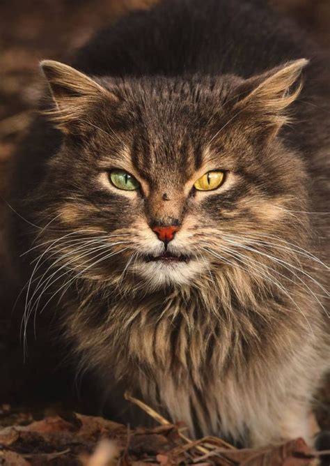 We did not find results for: 100+ Gambar Kucing (LUCU, IMUT, KEREN, CANTIK, GALAU)