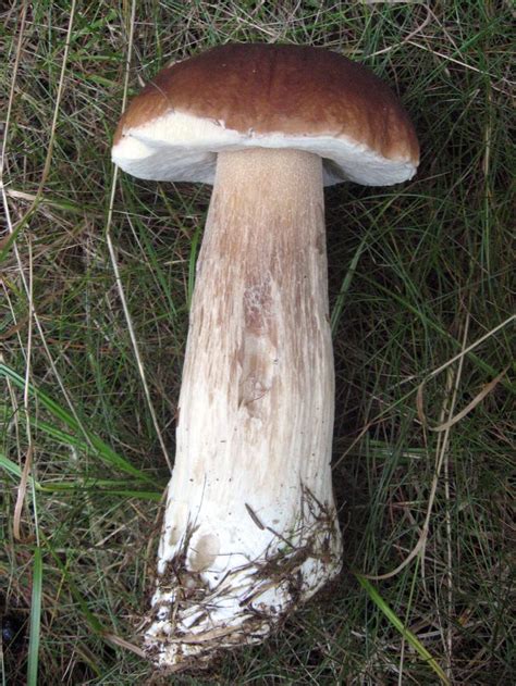 It also has a fat, yellow to red stem. King Bolete. | Stuffed mushrooms, Boletus edulis, Edible ...