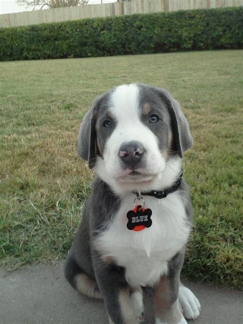 It is relatively healthy for its size and tends to have far fewer problems than more popular breeds in its size range. I have never seen a Blue GSMD...Love it! | Kittens and ...