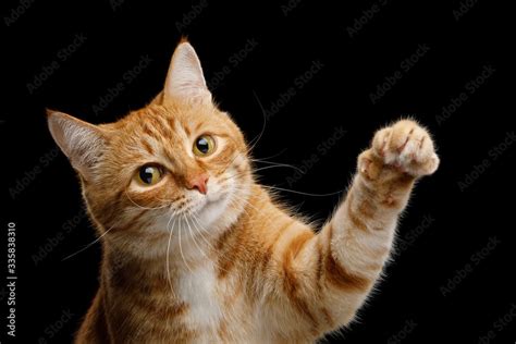 Portrait Of Playful Ginger Cat Raising Up Paw And Looking In Camera On