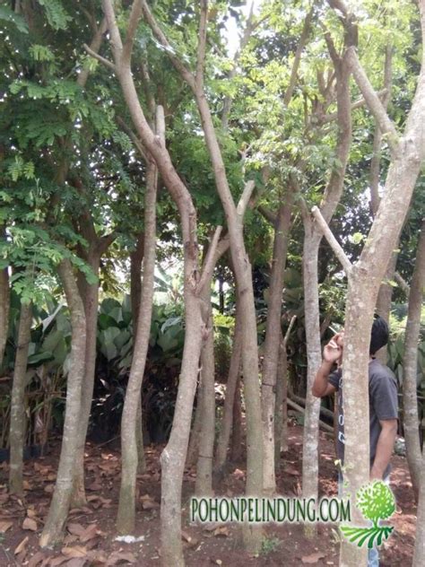 Maybe you would like to learn more about one of these? Jual Pohon Trembesi Tanaman murah Siap Kirm Harga Murah
