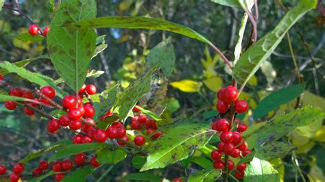 Winterberry Holly Plants And Seedlings