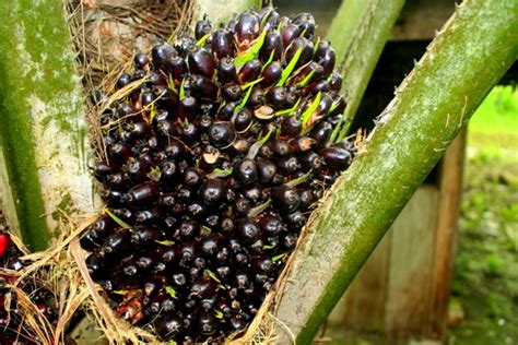 Click on back to return to this alphabetical list. Palm oil fruit on the tree in Sabah, Malaysia