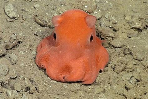 Creature Feature Dumbo Octopus Ocean First Institute