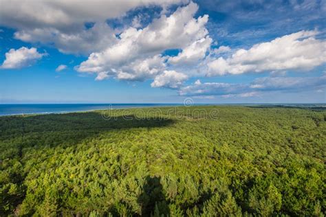 Top View Of Coniferous Forest On The Baltic Sea Coast Poland Stock