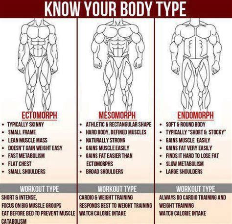 Fitnessfreaks Your Body Type Ectomorph Mesomorph Or Endomorph