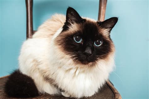 Birman Cat Breed Info Pictures Facts And Characteristics Catster