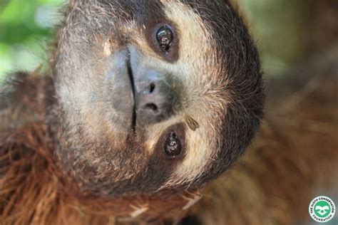 Top 10 Incredible Facts About The Sloth The Sloth Conservation Foundation
