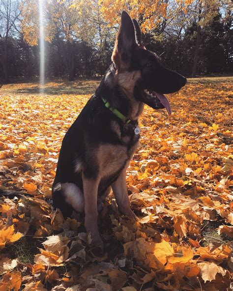 Oliver 6 Months Old German Shepherd 6 Month Olds Dogs