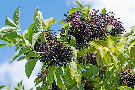 How To Grow Elderberry In Containers Gardeners Path