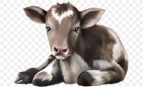 Cattle Calf Drawing Infant Png 658x503px Cattle Agriculture Calf