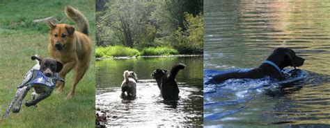 Dog training camp Portland Oregon | Call of the Wild Dog Camp | Dog