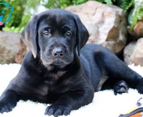 Maybe you would like to learn more about one of these? Houston | Labrador Retriever - Black Puppy For Sale ...