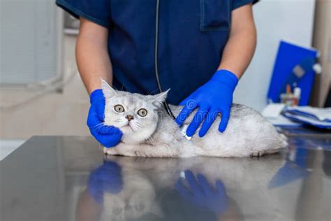 Vet Doctor Exam Cat With Phonendoscope Pet Medicine Concept Cat Visit