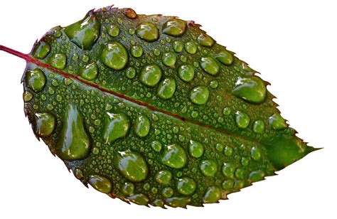 Water Drops On Leaves Png Image Purepng Free Transparent Cc0 Png