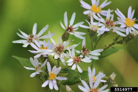 Bigleaf Aster Eurybia Macrophylla