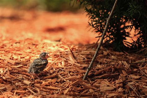 Story Of The Baby Chipping Sparrow 1 Of 10 Photograph By Joni Eskridge