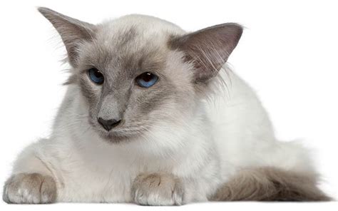 A Complete Guide To Balinese Cats The Long Haired Siamese Relative