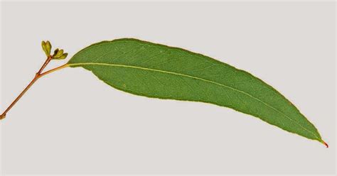 Maybe you would like to learn more about one of these? aldawaa: 7. Eucalyptus Leaves