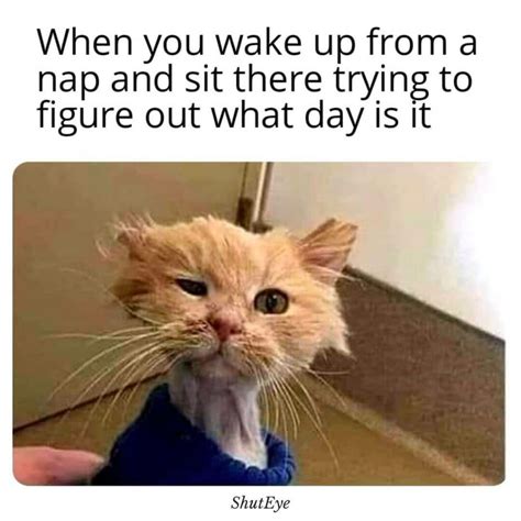 Funny Waking Up Memes That Brighten Your Day Shuteye