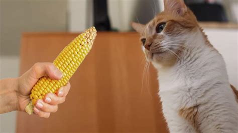 Can Cats Eat Corn [2024 ] Safe Ok For Kittens To Have Corn On The Cob
