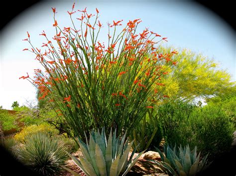 I ordered two of these and they arrived within 36 hours! Cactus Chronicles: ODE TO THE OCOTILLO