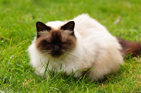 Cat Persian Himalayan Himalayan Cat Domestic Cat Grass Free Image