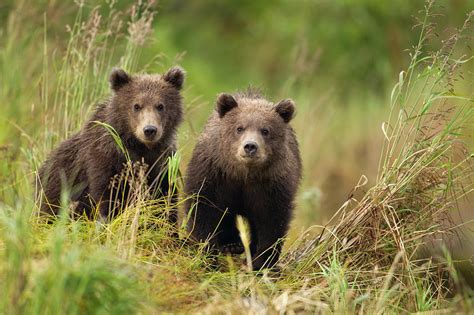 Brown Bear Katmai National Park Alaska By Paul Souders