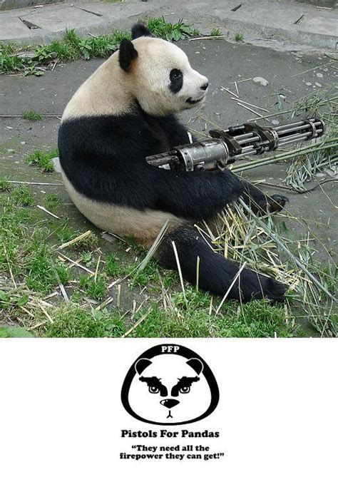 Funny Animals With Guns Funny Pics Of Animals With Guns