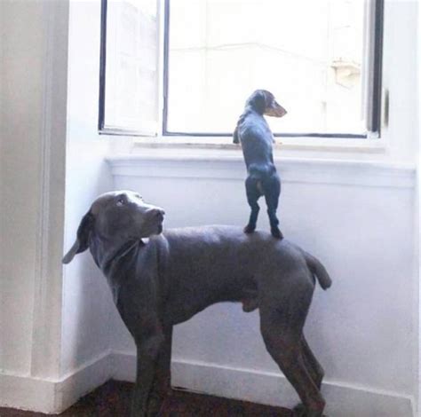 She would make a great job dog!! The Best Funny Pictures Of Today's Internet