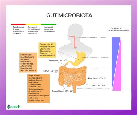 Your microbiome could even be considered an organ in its own right, and plays an important role in your health and happiness. 17 TYPES OF GOOD BACTERIA - The List of Most Beneficial ...