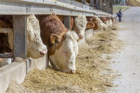 Some Cattle In A Barn Stock Photo Image Of Feed Agriculture 149366222