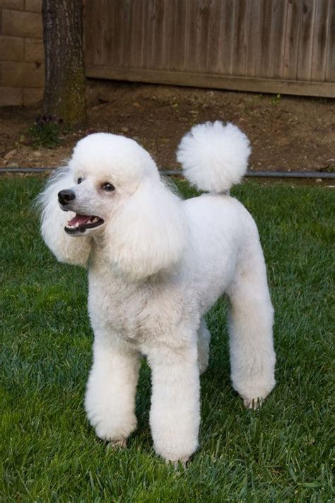 Poodle (miniature) information including personality, history, grooming, pictures, videos, and the akc breed standard. Is Storm too big for a Mini? - Poodle Forum - Standard ...