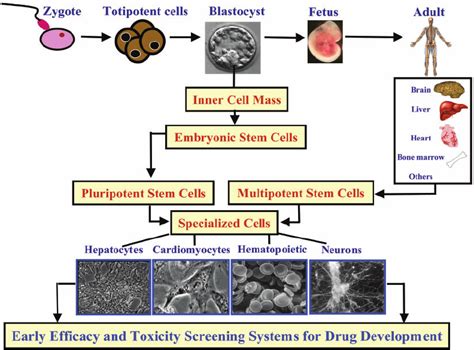 Origin Of Embryonic And Adult Stem Cells And Their Potential