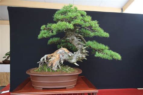 The technique that is recommended for beginners is to buy a suitable young plant in the nursery. Bonsai tree physiology