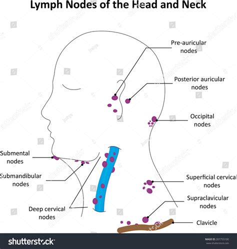 Lymph Nodes Head Neck Labelled Diagram Stock Illustration 287755100