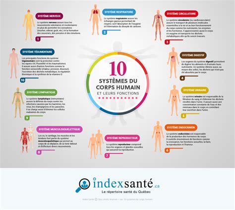Les 10 Systèmes Du Corps Humain Infographie Index Santé