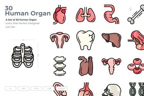 30 Human Organ Icons Design Template Place