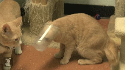 The best gifs are on giphy. Funny Animated Kitty Cat Gifs at Best Animations
