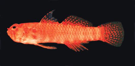 Sueviota Pyrios Another New Goby Species From The Red Sea